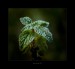 maroz 001
